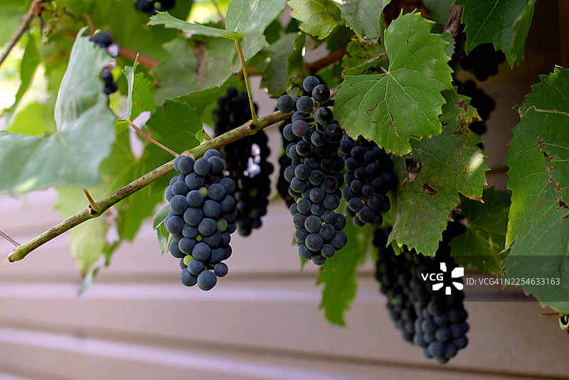 藤上的成熟葡萄特写图片素材