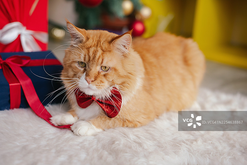 一只姜黄色的小猫舒适地躺在柔软的地毯上，旁边放着包装好的礼物，营造出温馨的节日氛围。图片素材