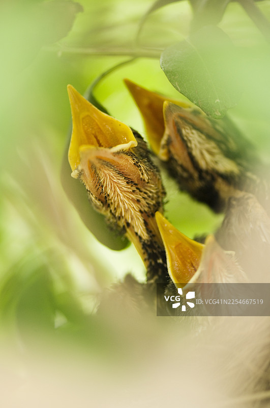 一群美国知更鸟雏鸟在巢中伸长脖子图片素材