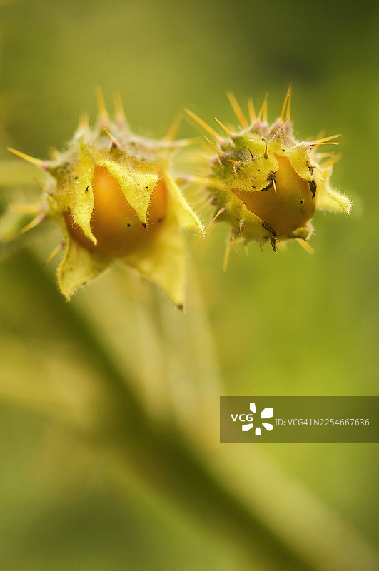 龙葵植物的成熟果实图片素材