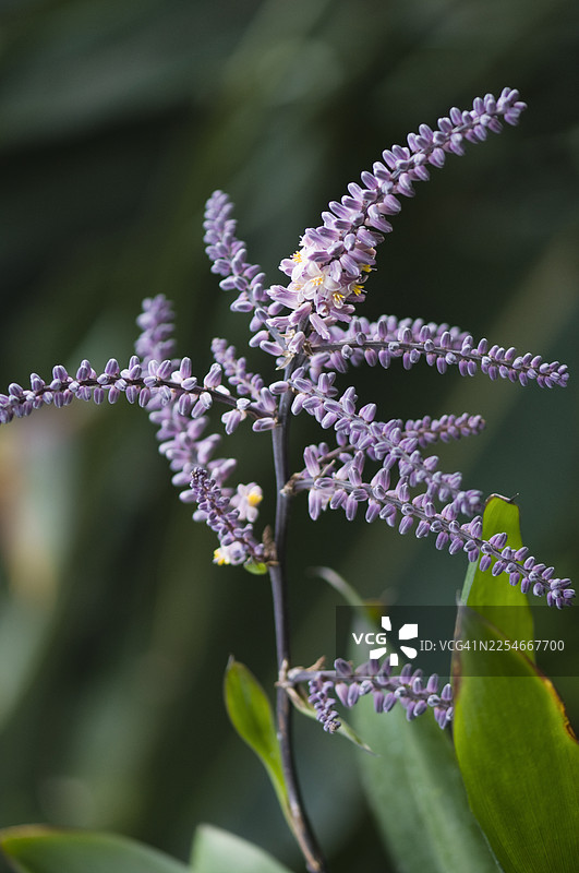 马达加斯加薄荷，芳香落叶灌木的淡紫丁香花图片素材