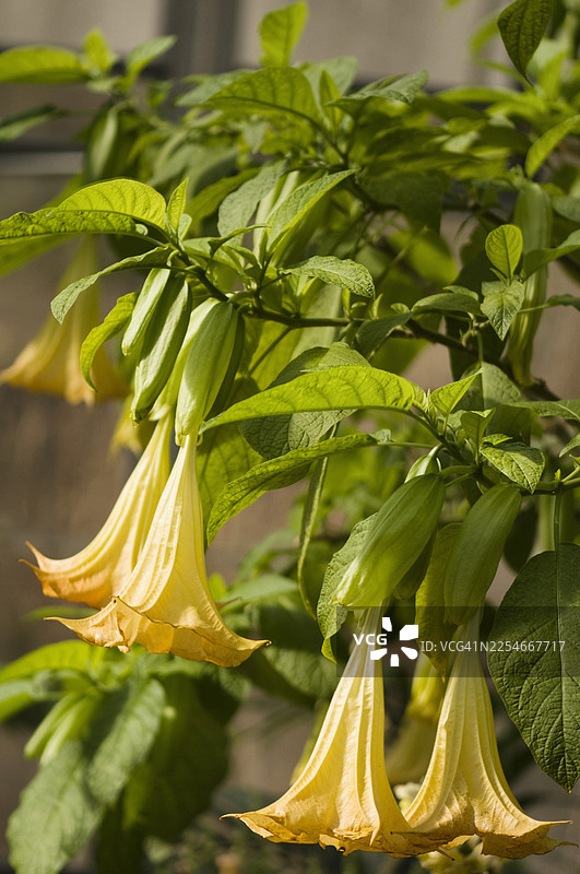 盛开的 datura 属植物图片素材