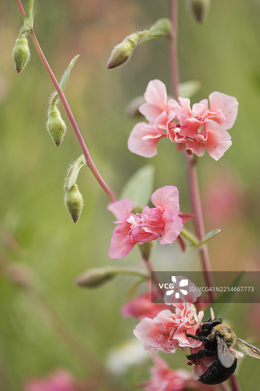 粉色克拉克花上的蜜蜂图片素材