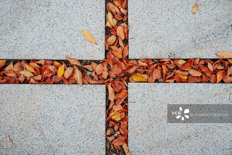 铺满落叶的小径图片素材