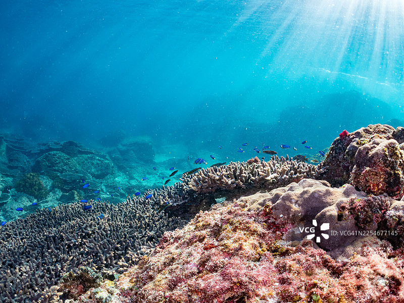 鹿角珊瑚(Acropora Solitaryensis)群体。蓝雀鲷(Pomacentrus coelestis)、黄褐锦鱼(Thalassoma lutescens)、丘比特锦鱼(Thalassoma cupido)、斑纹彩虹鱼(Halichoeres tenuispinis)等。图片素材