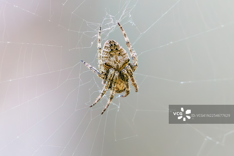 鬼蜘蛛，腹纹圆网蛛图片素材
