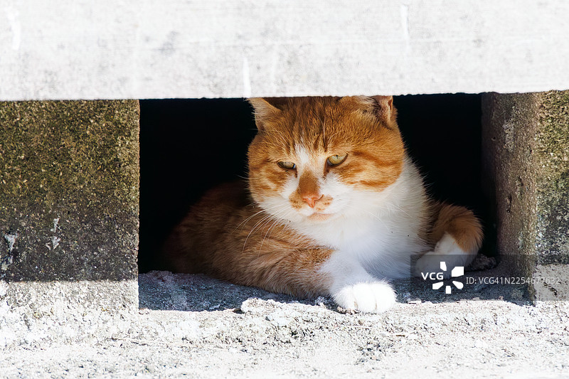 一只可爱的岛屿猫在式根岛上。图片素材