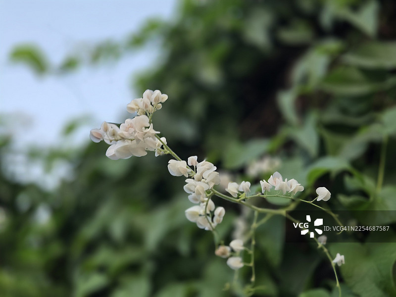 白色小花藤，学名‘葡萄藤’，被精心布置成精美的花束，背景是模糊的自然风光。图片素材