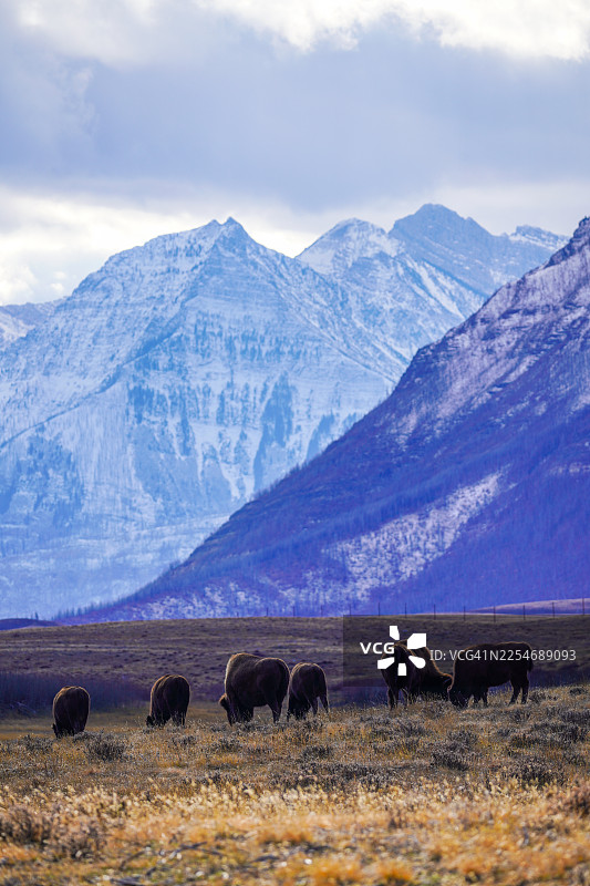 加拿大沃特顿国家公园，2025年秋季图片素材