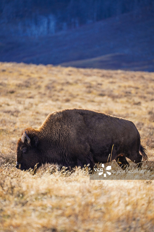 加拿大沃特顿国家公园，2025年秋季图片素材