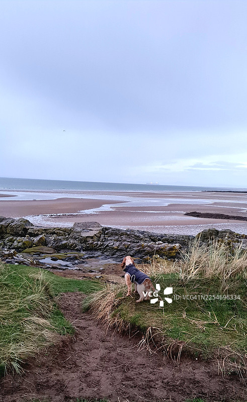 一只穿着外套的狗，在阴天低潮时，望着广阔的沙滩图片素材