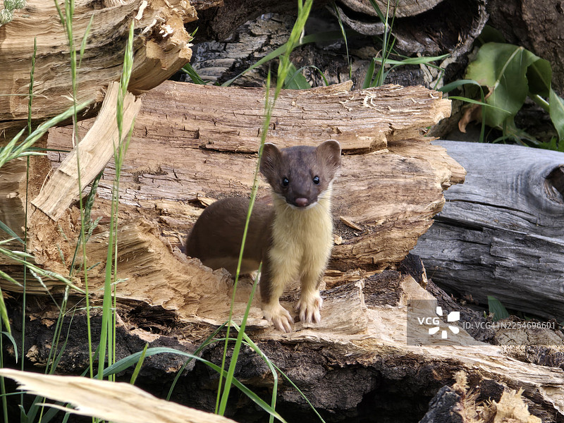 一只好奇的短尾鼬从森林中空心的原木里探出头来图片素材