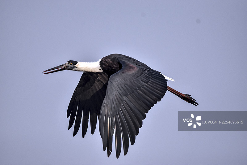 一只黑白鹳形鸟，长着长嘴和白脖子，在晴朗的浅蓝色天空中张开翅膀飞行图片素材