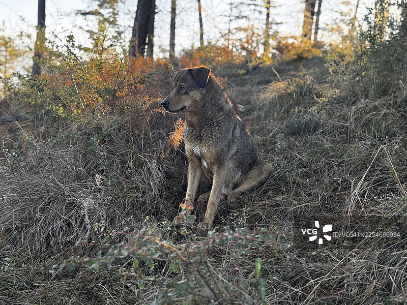 一只忠诚的狗狗耐心地坐在一片阳光普照的森林里，它的皮毛被金色的光芒照亮图片素材