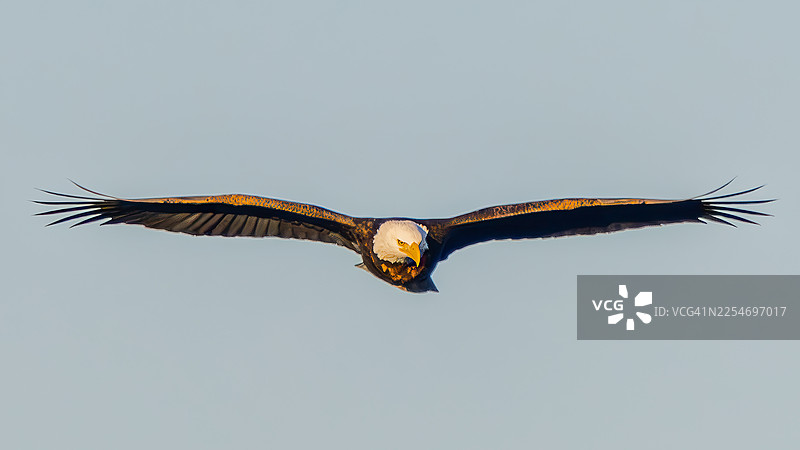 雄伟的白头海雕在晴朗的蓝天下张开翅膀翱翔图片素材
