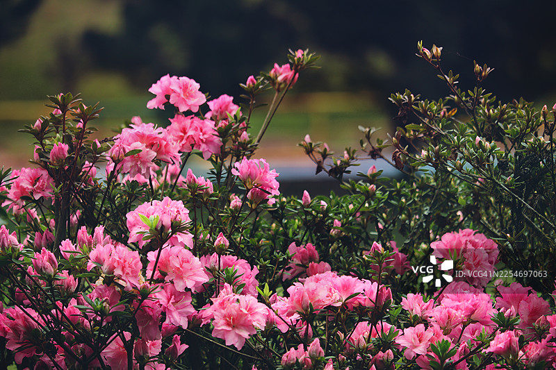 郁郁葱葱的绿叶衬托着盛开的鲜艳粉色杜鹃花，背景虚化，展现春天的美丽图片素材