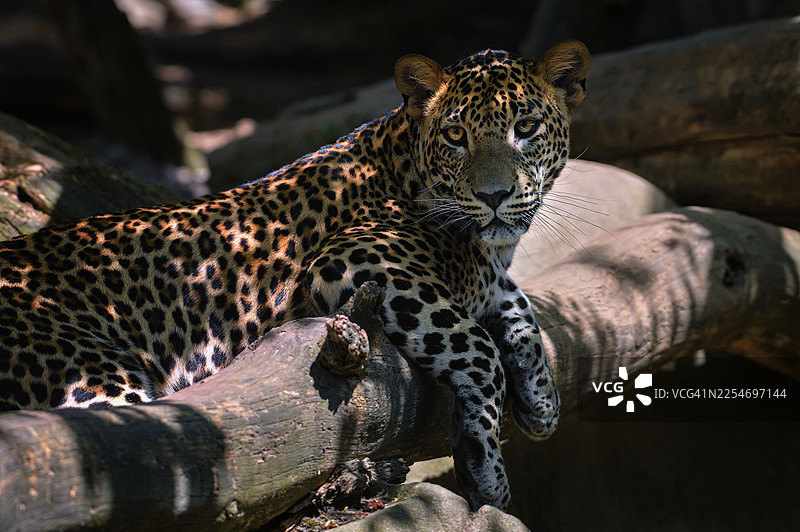 雄伟的豹子在野外栖息在树枝上，凝视着远方图片素材