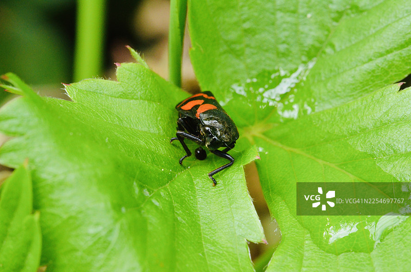特写镜头：一片生机勃勃的绿叶上有一只带有橙色斑纹的黑色昆虫，展示了自然界错综复杂的细节图片素材