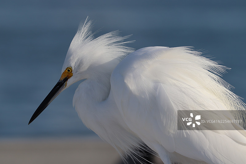 蓝色背景下，一只羽毛蓬松的雪鹭特写图片素材