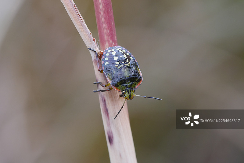 自然背景下，植物茎秆上色彩鲜艳的盾蝽特写图片素材