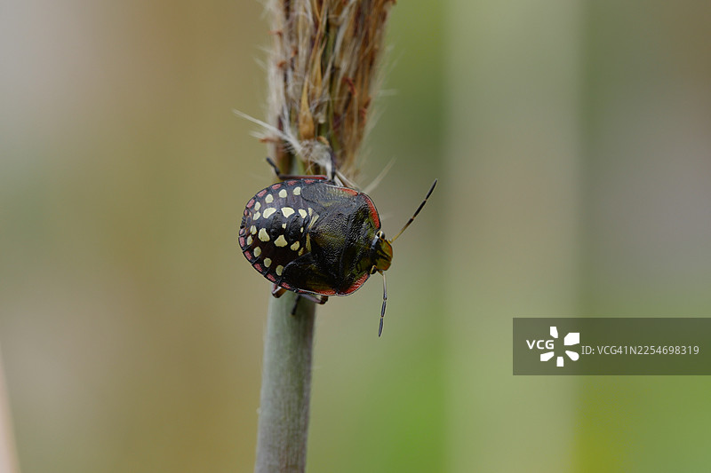 自然界中，植物茎秆上色彩斑斓的蝽象若虫特写图片素材