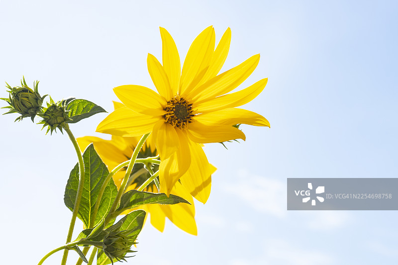 一朵鲜艳的黄花在晴朗的蓝天下绽放，采用低角度拍摄图片素材