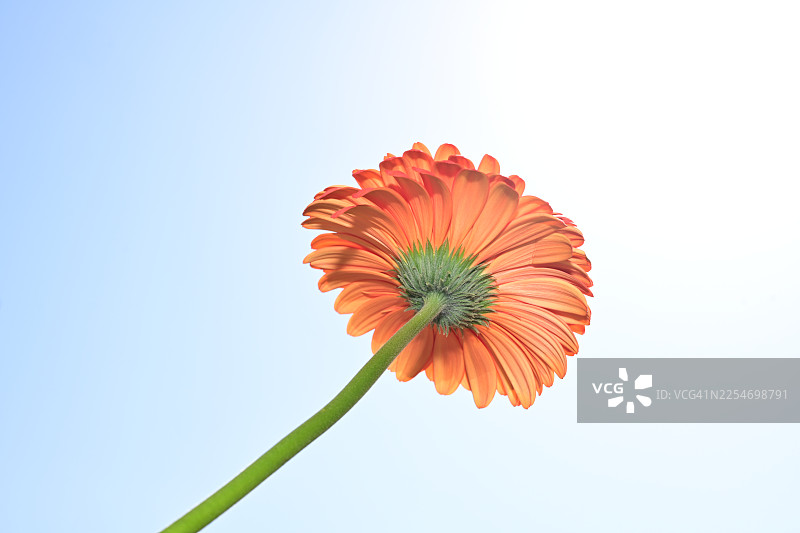 一朵充满活力的橙色非洲菊盛开，背景是湛蓝的天空，低角度拍摄图片素材