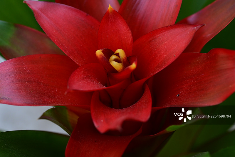 特写一朵鲜红的凤梨花，中心为黄色，叶子为绿色图片素材