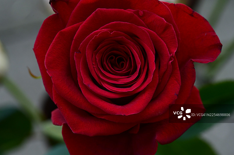 盛开的鲜艳红玫瑰特写，展示其精致的花瓣和浓郁的色彩图片素材