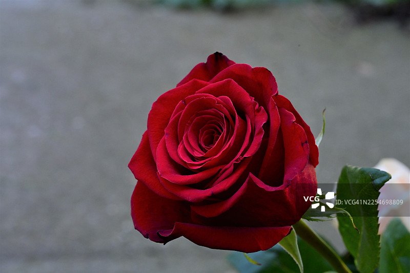 盛开的鲜艳红玫瑰特写，象征着爱与美丽图片素材