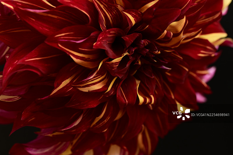 特写一朵鲜艳的红色大丽花，花瓣呈黄绿色斑驳，展现出其精美的图案和丰富的质感图片素材