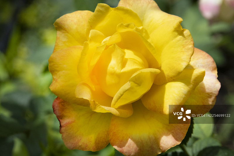 盛开的鲜艳黄玫瑰，背景为柔和的绿色图片素材