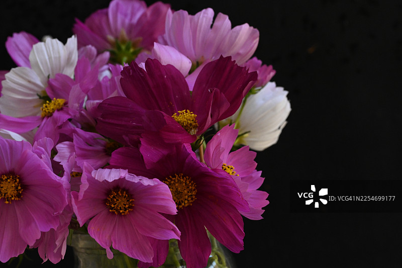 在纯粹的黑色背景下，盛开着鲜艳的粉色和白色波斯菊，展现出自然之美和娇嫩的花瓣图片素材