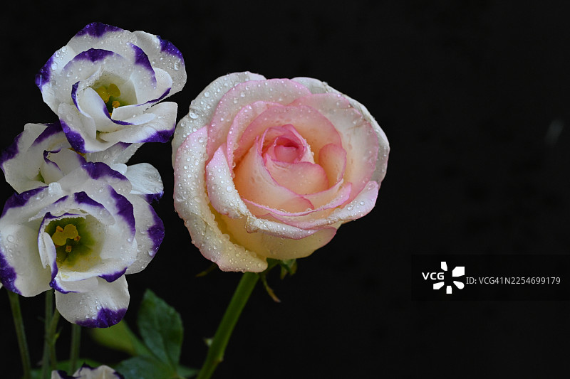 深色背景下，娇嫩的粉色玫瑰和白色洋桔梗花特写，花瓣上带有水珠图片素材