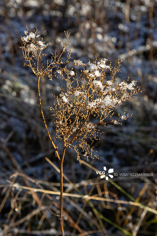 冬季田野里，一株枯萎的植物特写，上面覆盖着雪图片素材