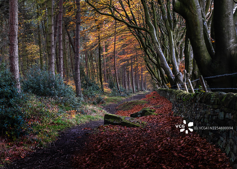 秋季森林小路，有鲜艳的秋叶和石墙，英国，英国，德比郡图片素材