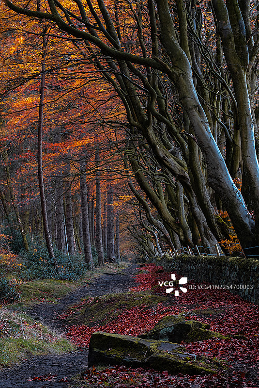 英国德比郡秋季色彩斑斓的森林小径，树冠五彩缤纷，落叶铺满地面图片素材