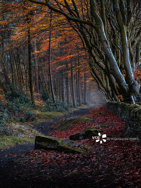一条狭窄的小路蜿蜒穿过生机勃勃的秋季森林，落叶铺满地面，路边是石墙，英国，英国，德比郡图片素材