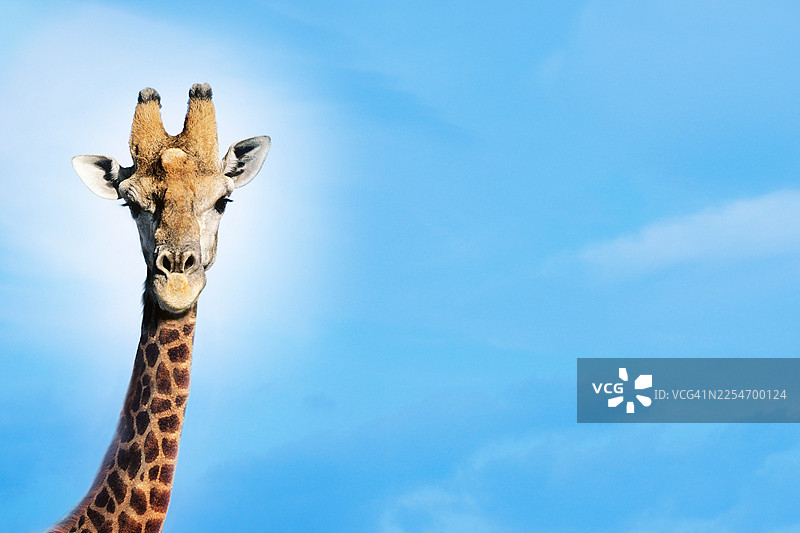 从低角度拍摄的长颈鹿，在晴朗的蓝天下直视镜头，留有充足的复制空间图片素材