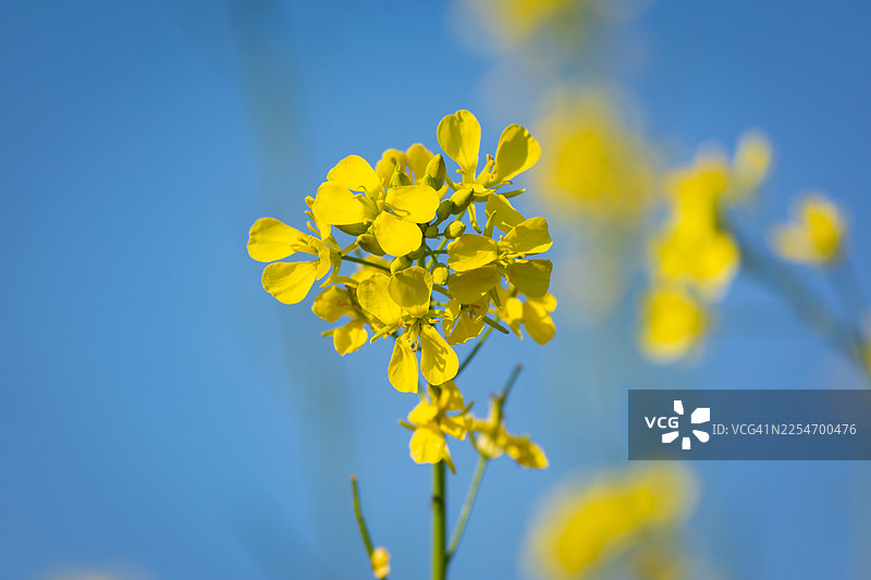阳光明媚的日子里，一株鲜艳的黄花植物在晴朗的蓝天下特写图片素材