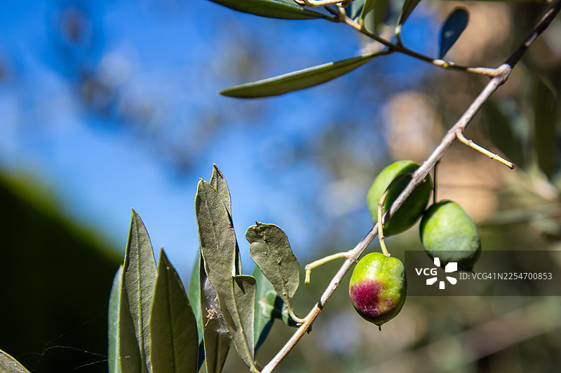特写镜头：枝头上的橄榄正在成熟，背景是湛蓝的天空图片素材