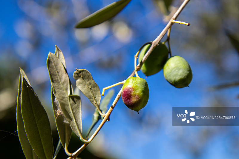 特写镜头，成熟的橄榄挂在枝头，在清澈的蓝天和自然光下闪耀图片素材