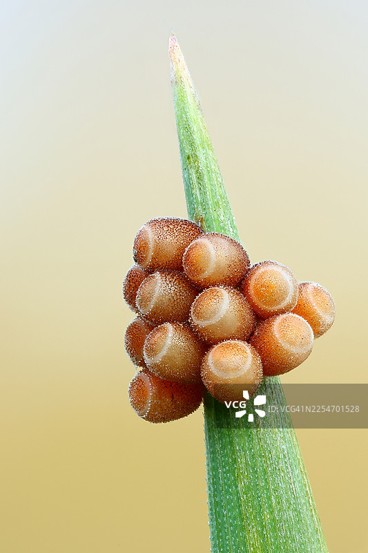 特写镜头：绿色植物茎秆上聚集的昆虫卵，背景柔和明亮图片素材