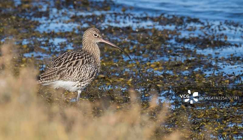 欧亚杓鹬在浅水中觅食，周围有海藻图片素材