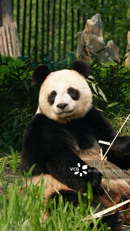 近景拍摄一只大熊猫在自然栖息地坐着吃竹子图片素材