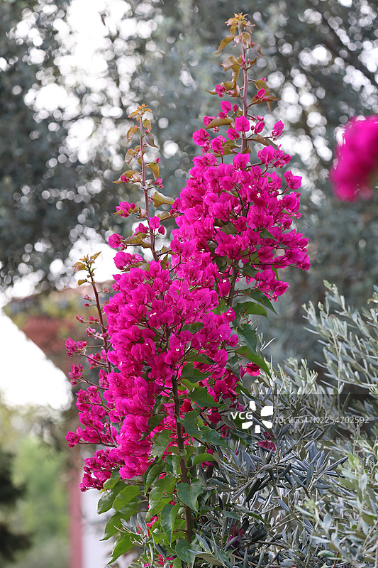 在郁郁葱葱的花园中盛开的鲜艳粉色九重葛，背景为柔和的散景图片素材
