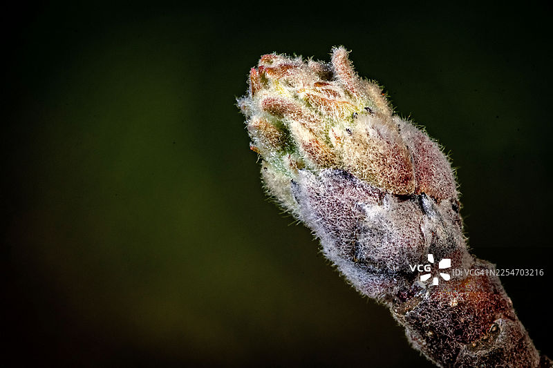 柔和的深色背景下，一朵细致、毛茸茸的花蕾特写，预示着新生命与成长。图片素材