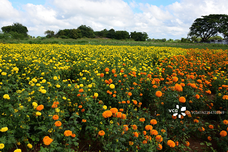 在部分多云的天空下，一片生机勃勃的黄色和橙色万寿菊花田，展现着自然之美和农业的丰饶图片素材