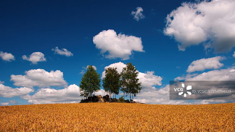 奥地利瓦尔德维尔特金色的农田，簇拥着树木，天空湛蓝，白云朵朵图片素材