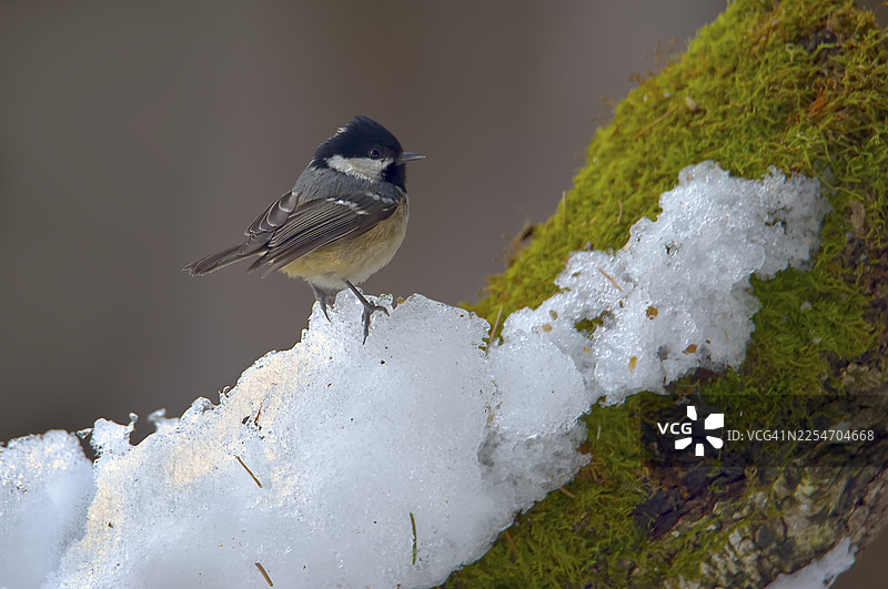 冬天，一只煤山雀栖息在覆盖着积雪的苔藓枝条上的特写图片素材